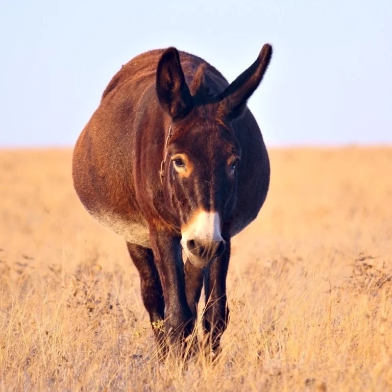 big-donkey