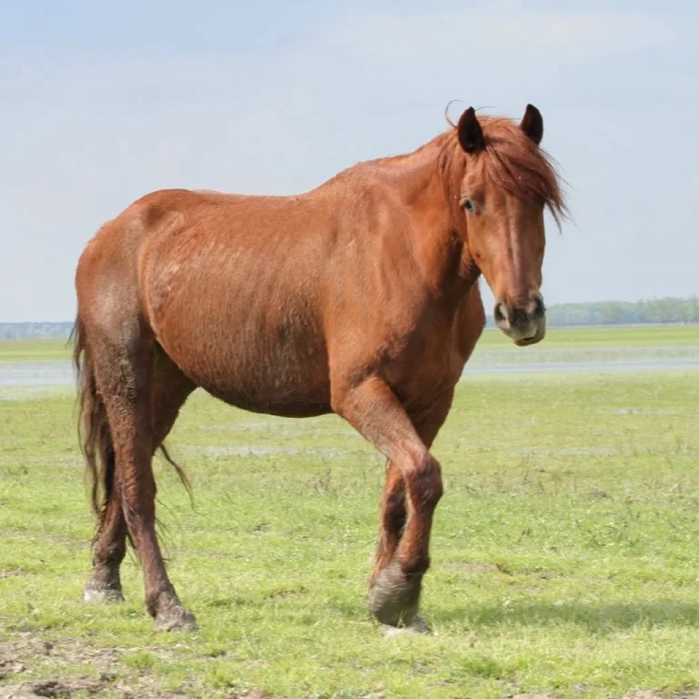 horse