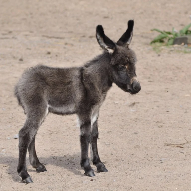 little-donkey