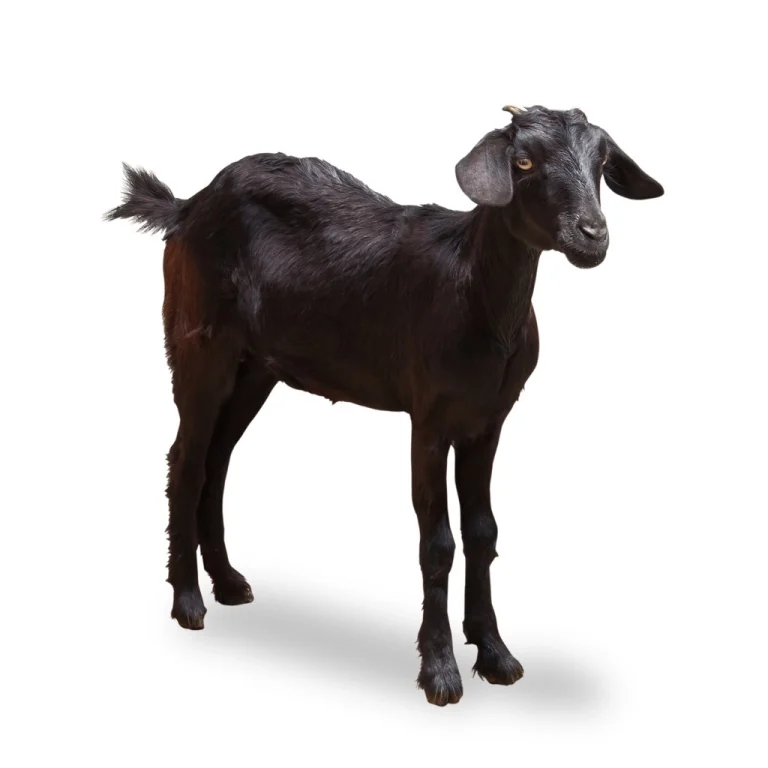 little-goat