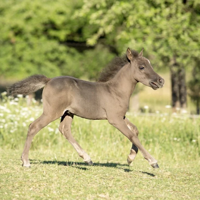 little-horse