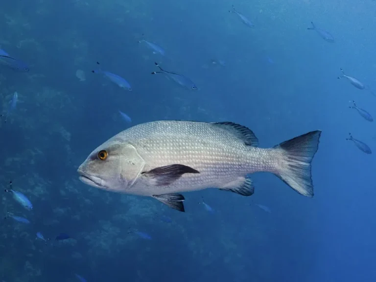 אַיֵּה הַדָּג אֲשֶׁר בַּיָּם?