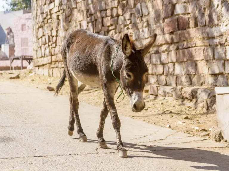 אַיֵּה הַחֲמוֹר אֲשֶׁר בַּדֶּרֶךְ?