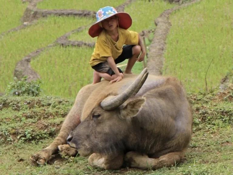 אַיֵּה הַיֶּלֶד אֲשֶׁר עַל־הַפָּר?