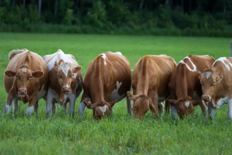 פָּרוֹת יְפוֹת מַרְאֶה