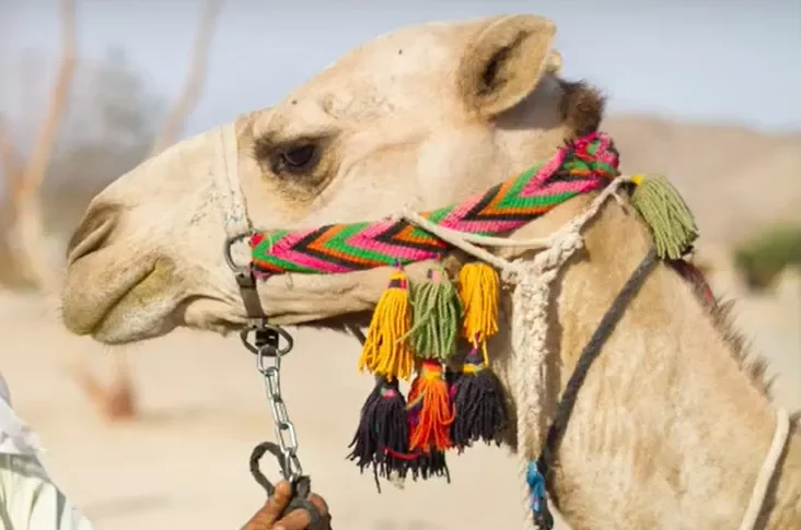 גָּמָל יָפֶה