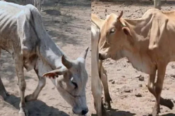 פָּרוֹת רָעוֹת מַרְאֶה