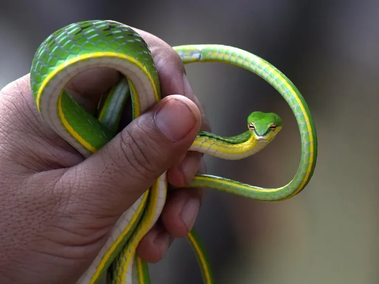 אַיֵּה הַנָּחָשׁ אֲשֶׁר בְּיַד אִישׁ?