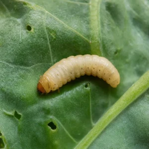 লার্ভা