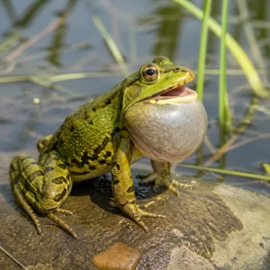 amfibio