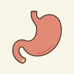 ପେଟ