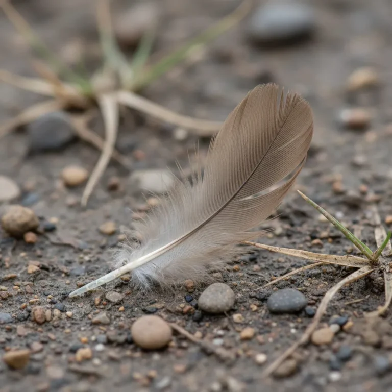 plume
